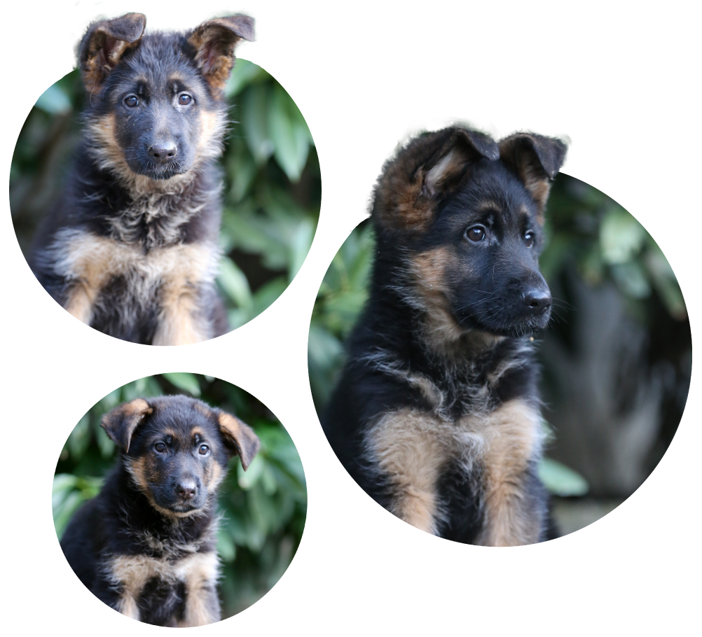 german shepherd dog breeders puppies