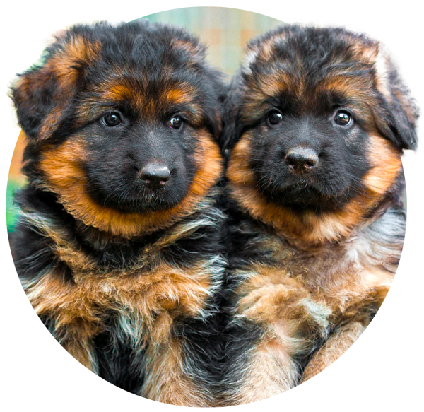 german shepherd puppies