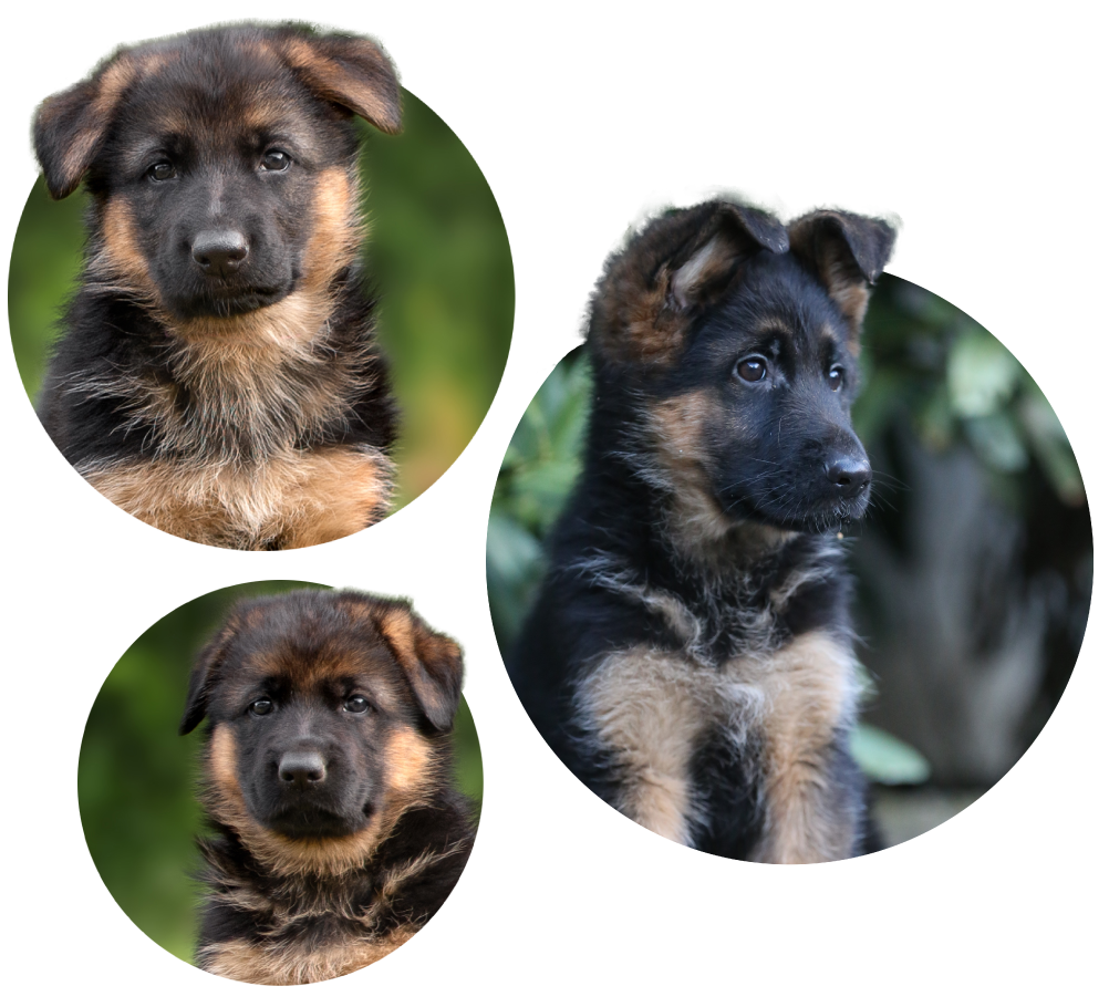 german shepherd puppies