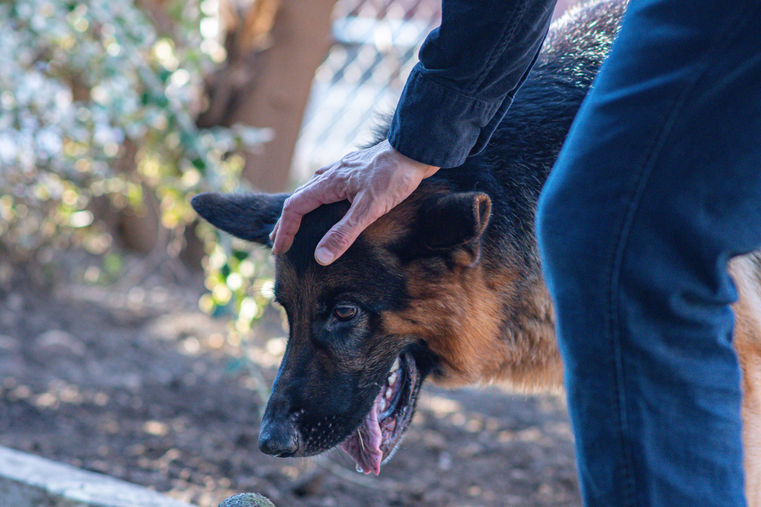 german shepherd and master