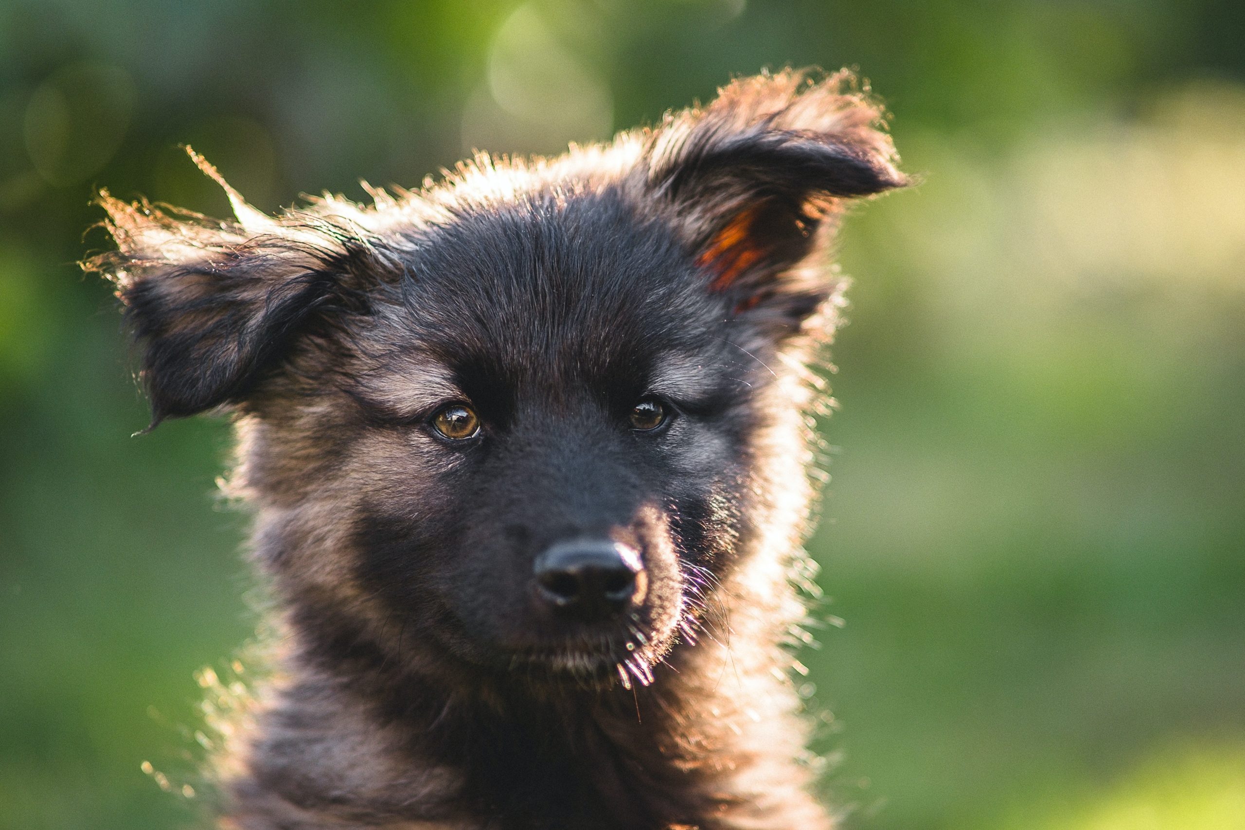 german shepherd puppy