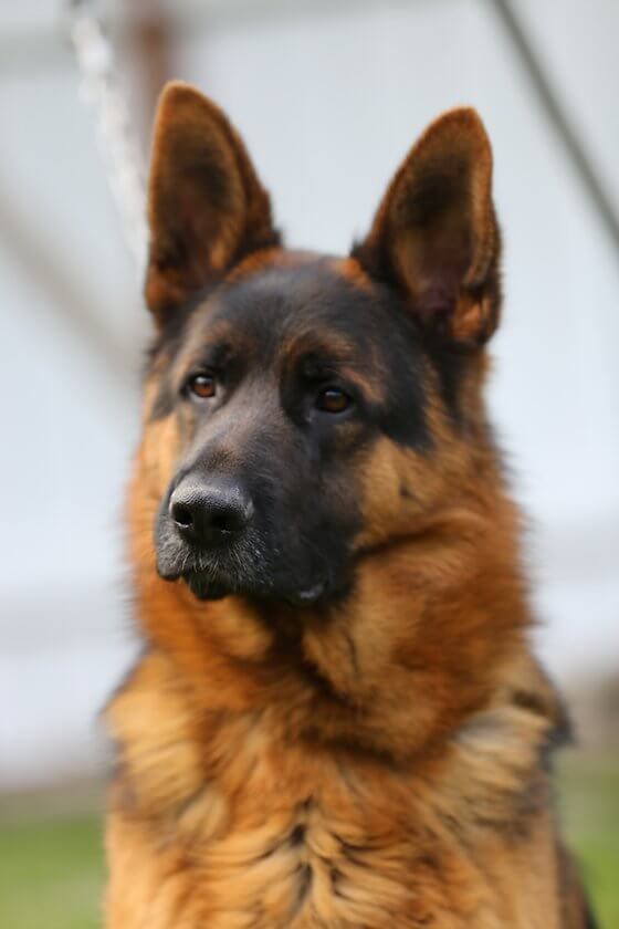 german shepherd dog