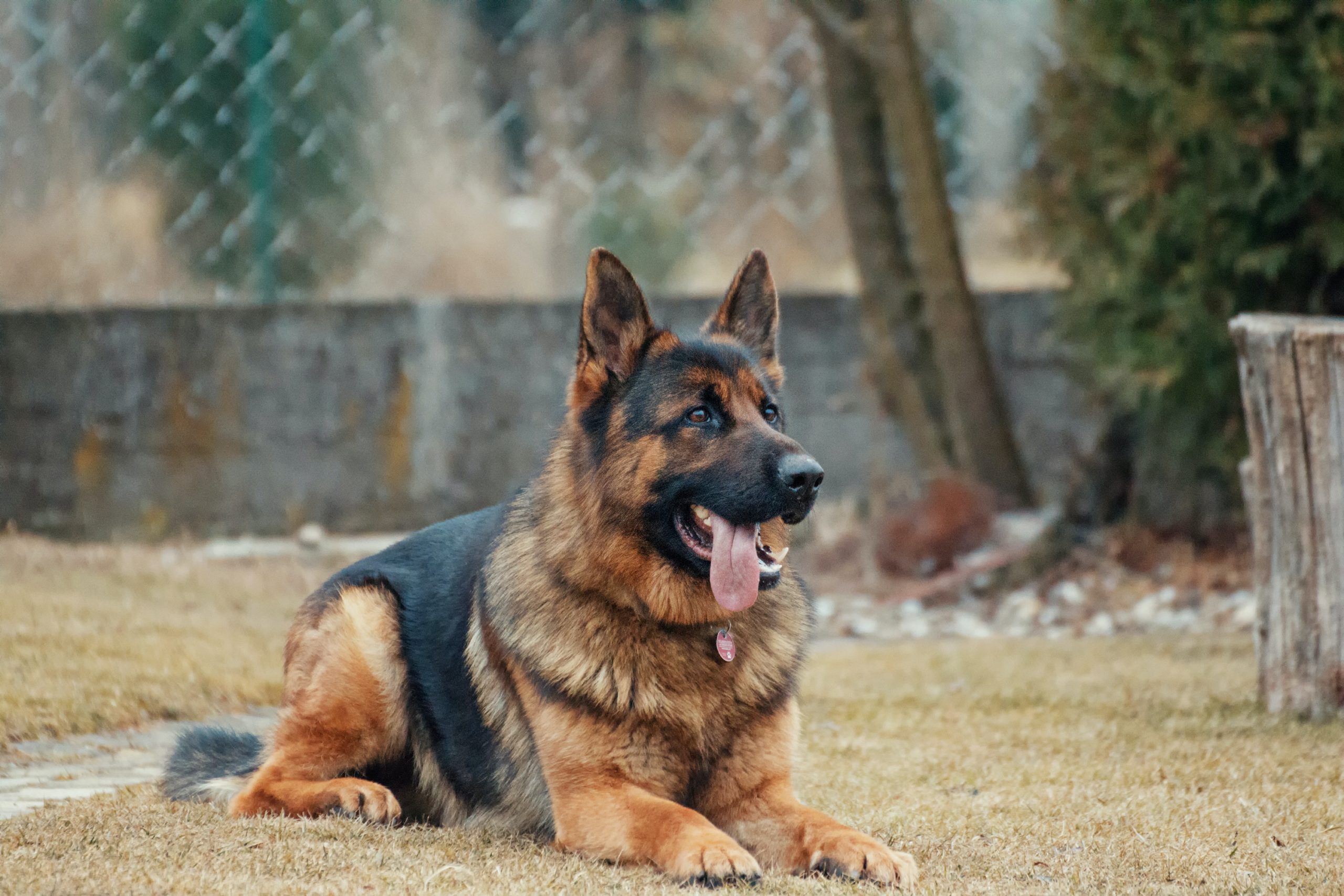 german shepherd photo