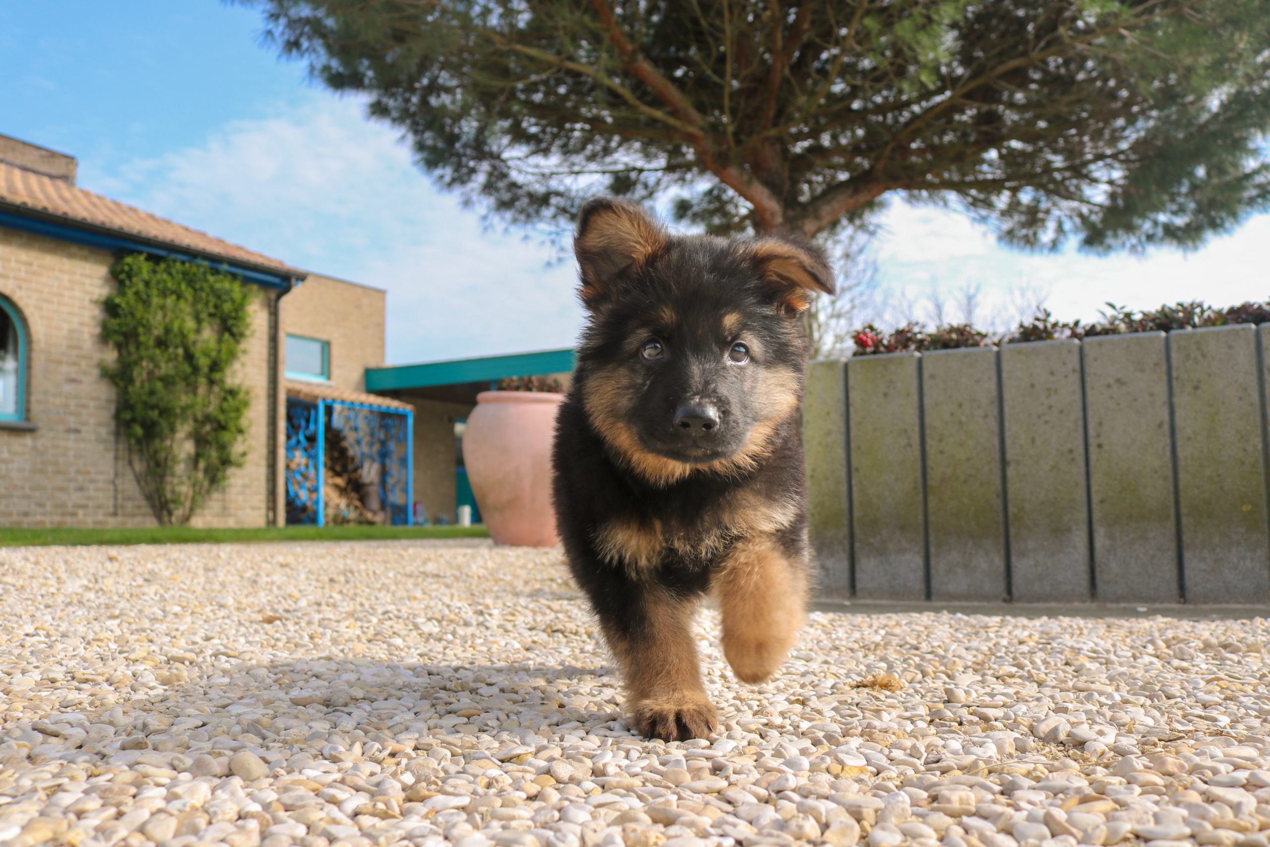 german shepherd puppy photo