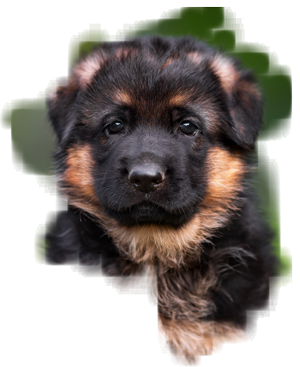 german shepherd puppy