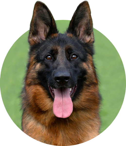 quintessenz Vom Frankengold from german shepherd breeder