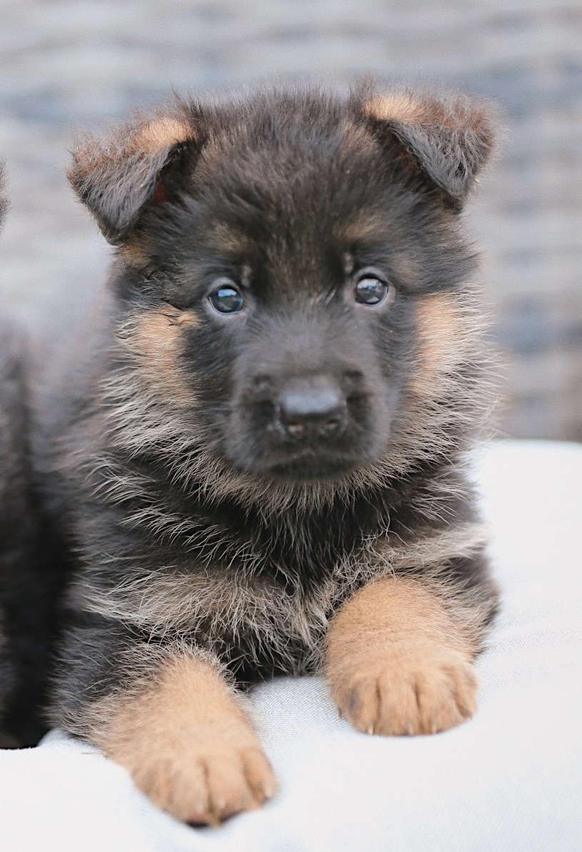 Puppy example